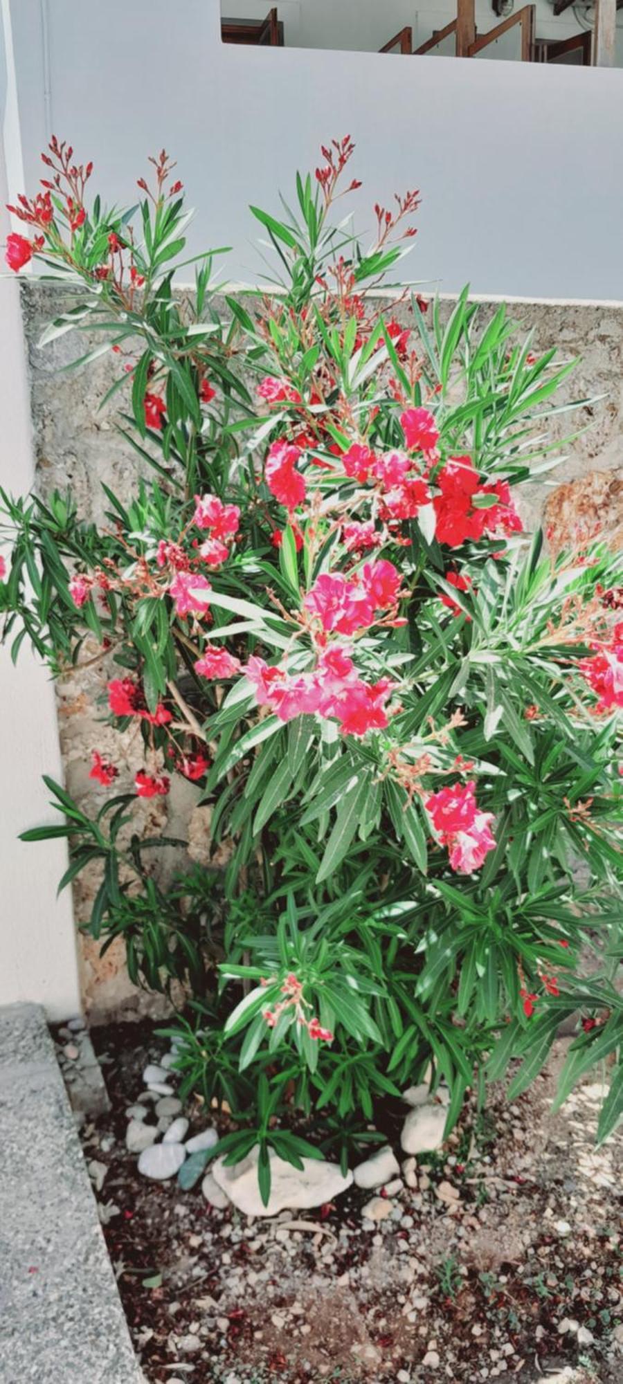 Sunblaze Studios1 Spetses Eksteriør billede